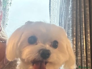 Maltese dogs KC reg Maltese STUD in Coatbridge - Advert 3