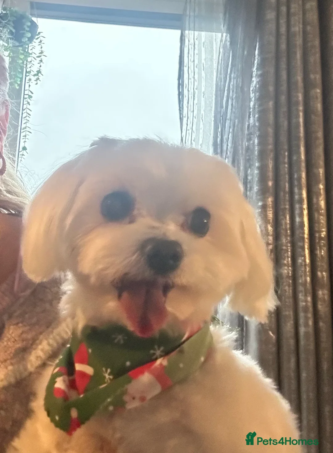 Maltese dogs for stud: KC reg Maltese STUD in Coatbridge - Advert 1