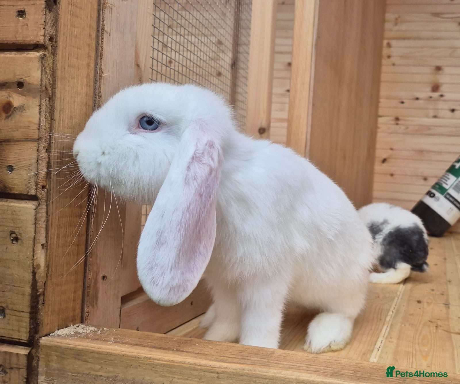French Lop rabbits Frenchlop bucks available 14 weeks old  - Advert 2