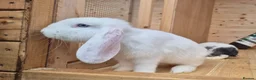 French Lop rabbits for sale: 2 Frenchlop bucks available 16weeks old  - Advert 2