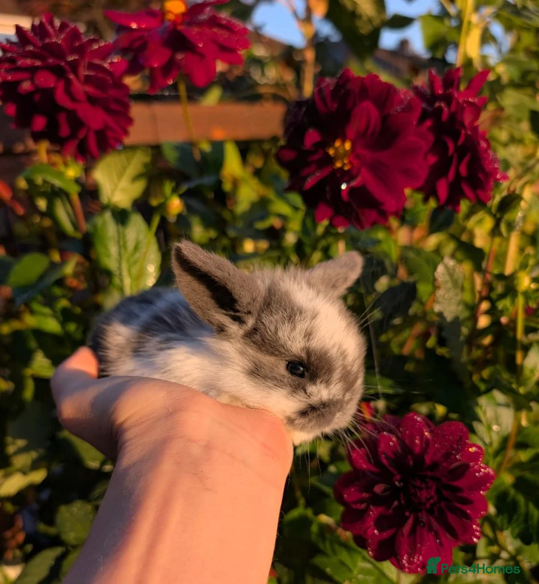 Mini Lop rabbits for sale: ❤️Mini lop babies❤️ - Advert 2