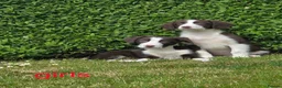 Sprollie dogs for sale: Sprollie  - Advert 10