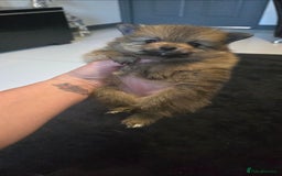 Pomeranian dogs for sale: Beautiful pomeranian pups in Houghton le Spring - Image 20