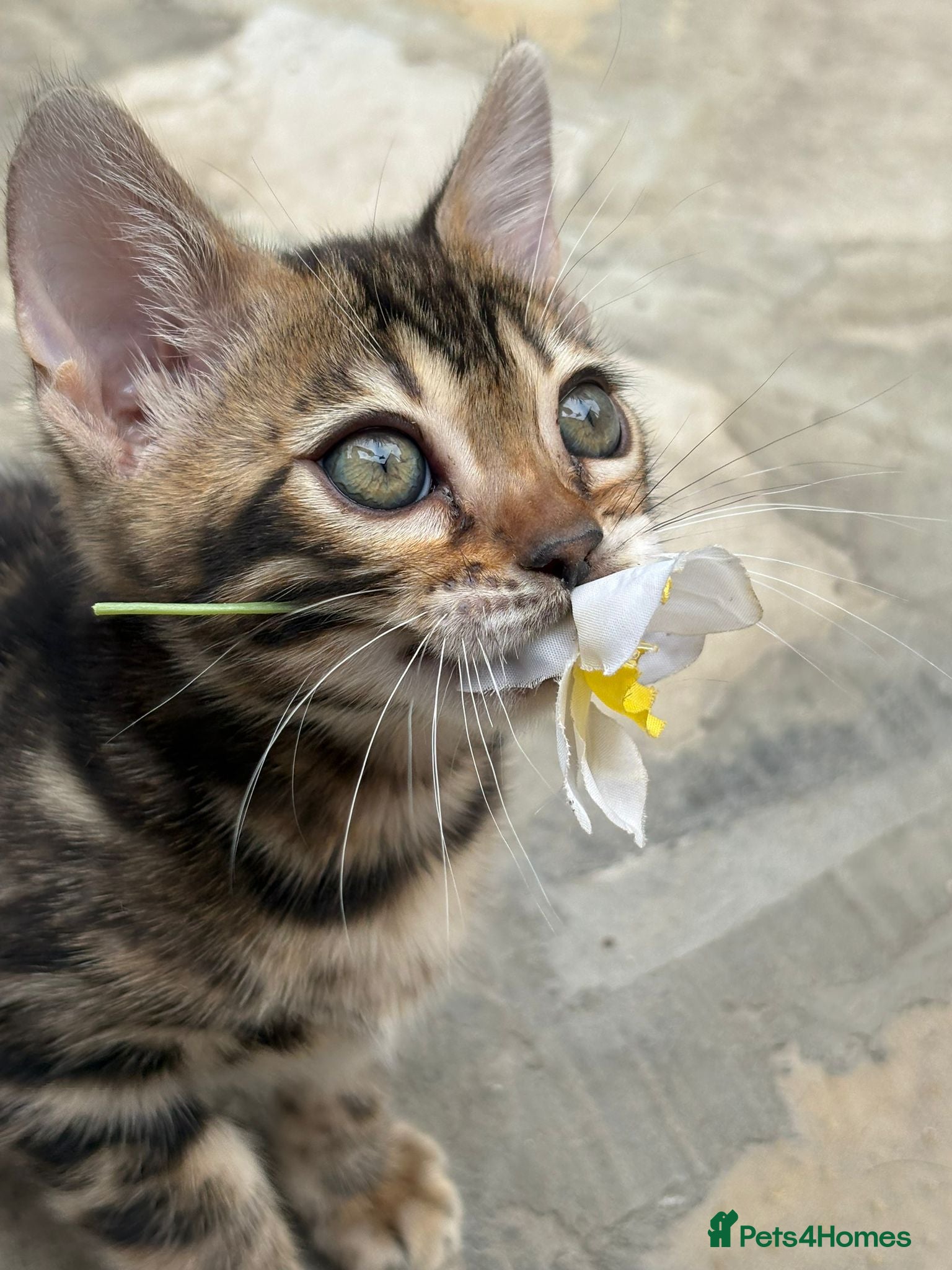 Bengal cats Outstanding Bengal Kittens TICA - Advert 2