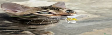Brown spotted  Bengal female