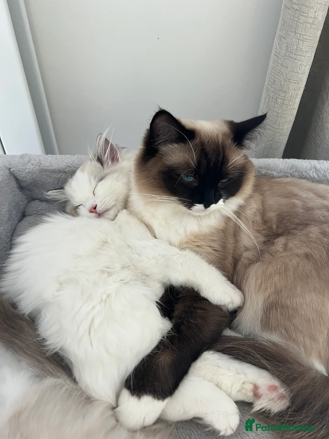 Ragdoll cats for sale: Family raised GCCF ragdoll kittens  - Advert 2