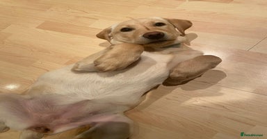 Labrador Retriever dogs - Advert 14