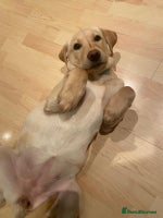 Labrador Retriever dogs - Advert 14