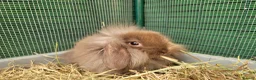 Mini Lion Lop rabbits for sale: Adorable Mini Lion Lops - READY JULY 1ST - Advert 17
