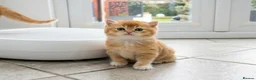 British Shorthair cats for sale: Adorable Kittens Ready For Reservation  - Advert 22