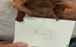 Cockapoo dogs for sale: Red, Chocolate and Merle Cockapoo Puppies - Image 13