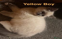 Ragdoll cats for sale: Ragdolls kittens- - Advert 35