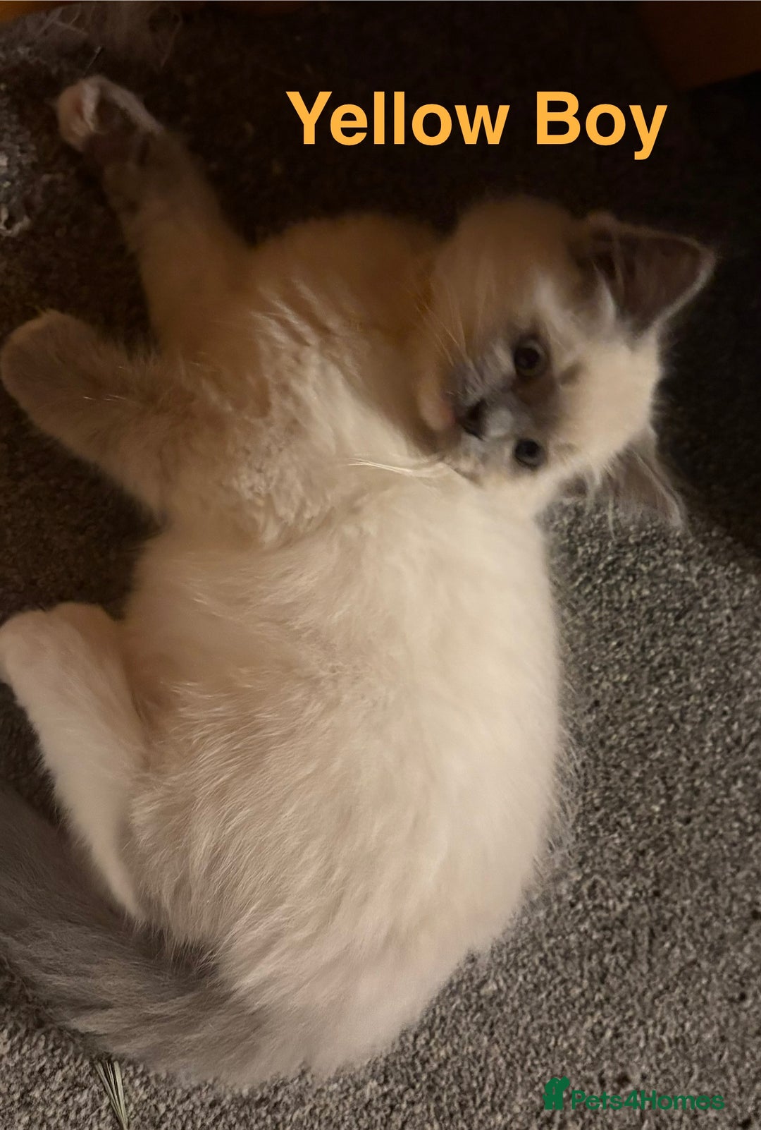 Ragdoll cats for sale: Ragdolls kittens- - Advert 35