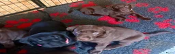 Labrador Retriever dogs for sale: Beautiful litter - Advert 7