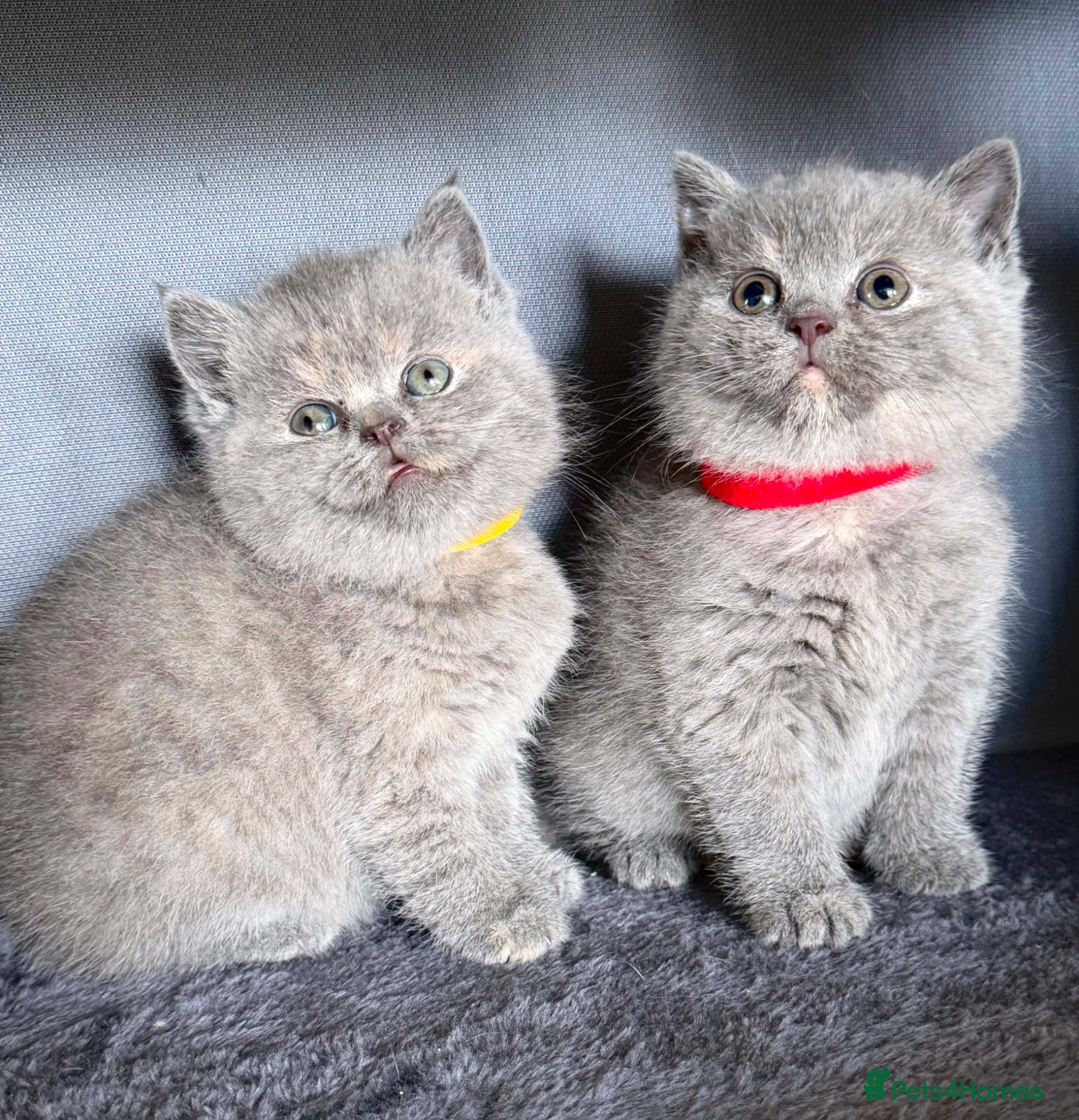 British Shorthair cats CHUNKY BSH KITTENS  - Advert 8