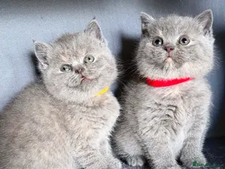 British Shorthair cats CHUNKY BSH KITTENS - Advert 8