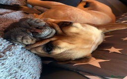 French Bulldog dogs for adoption: ❤️DORIS-LITTLE FRENCHIE GIRL WITH BIG PERSONALITY - Advert 11