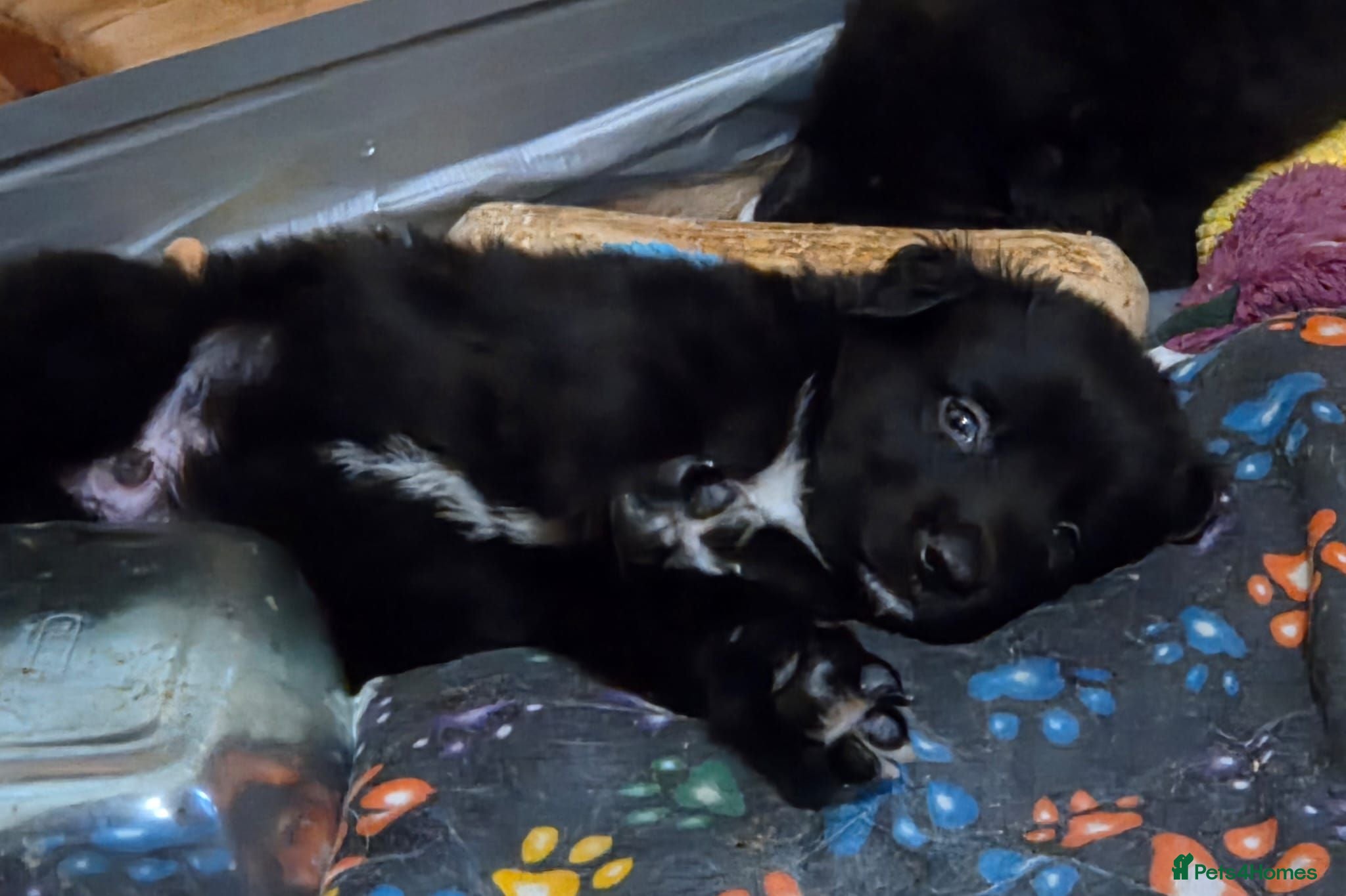 Mixed Breed dogs Shollie Puppies for Sale - Advert 1