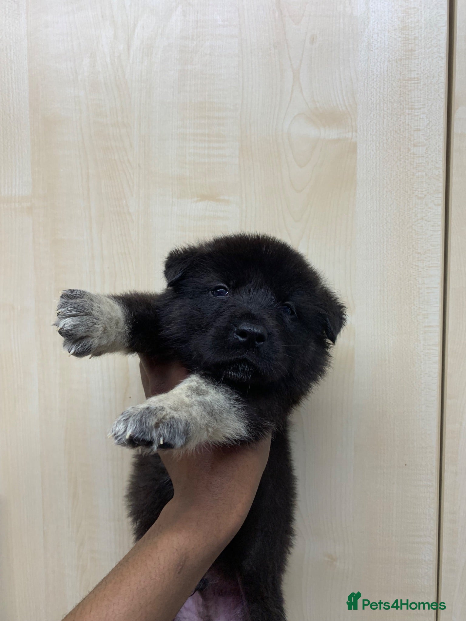 Akita dogs American Akita puppies 🐾 - Advert 2