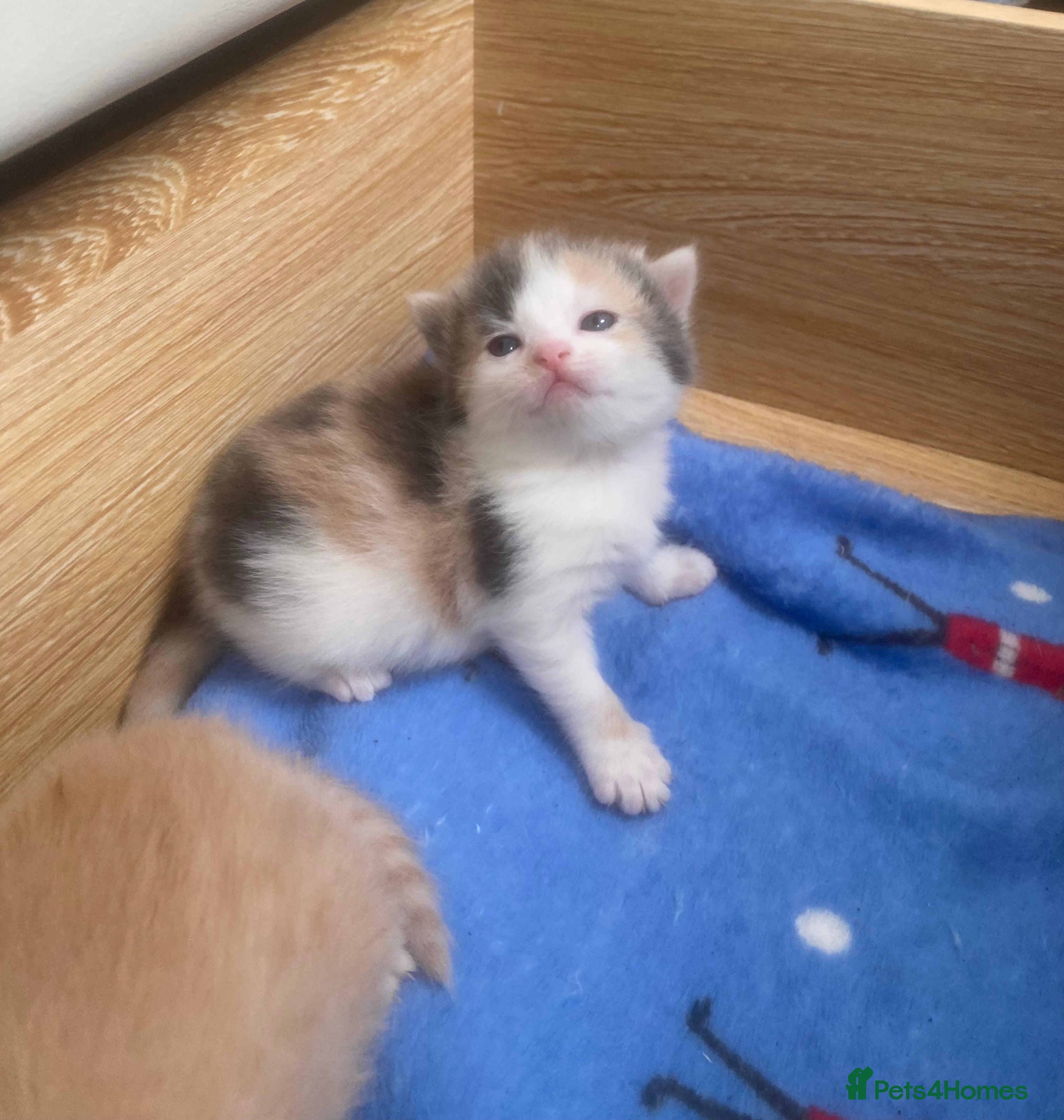 British Shorthair cats Purebred British Shorthair Kittens  - Advert 16