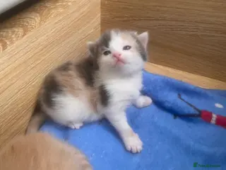 British Shorthair cats Purebred British Shorthair Kittens - Advert 3