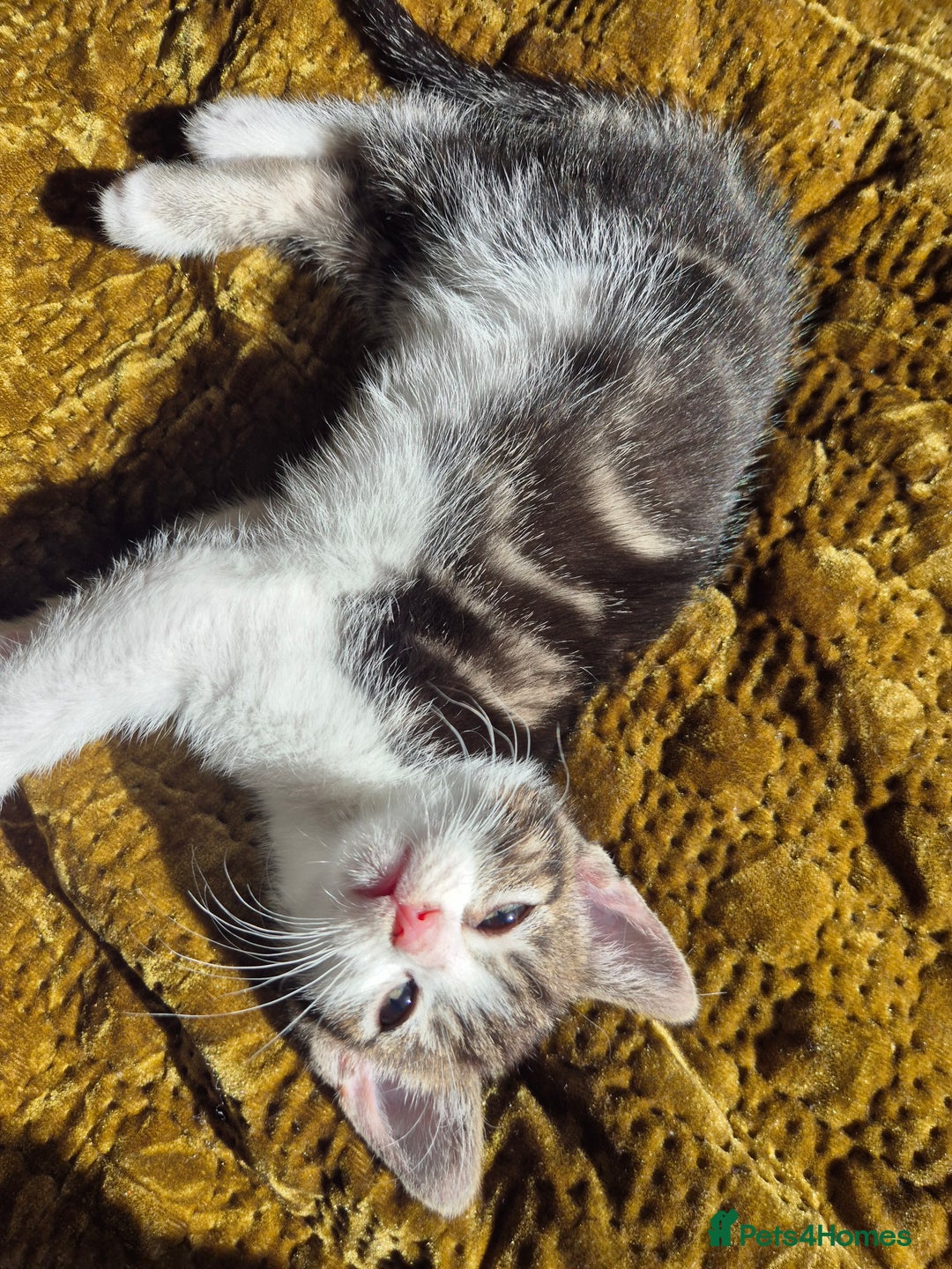 Mixed Breed cats for sale: 3 Beautiful Kittens - Advert 3