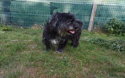 Bichon Frise dogs for adoption: A Lovely Bichon Boy - for a Loving Home - Image 10