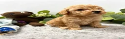Poodle dogs for sale: Miniature poodle pups dna clear merle and apricot in Alford - Advert 9