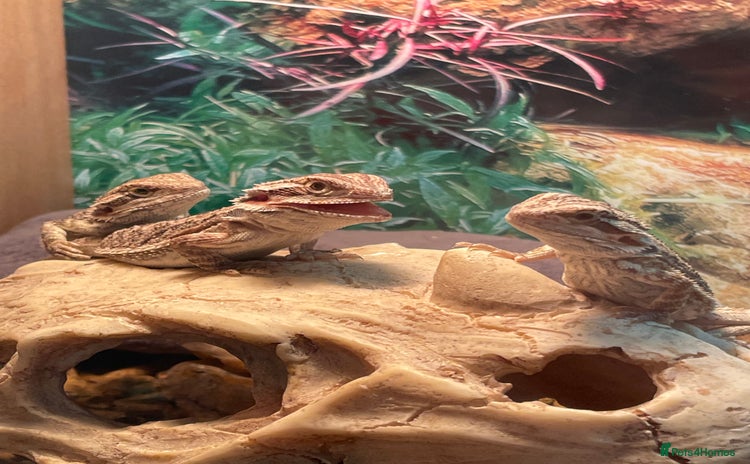 Bearded Dragon reptiles - Advert 3
