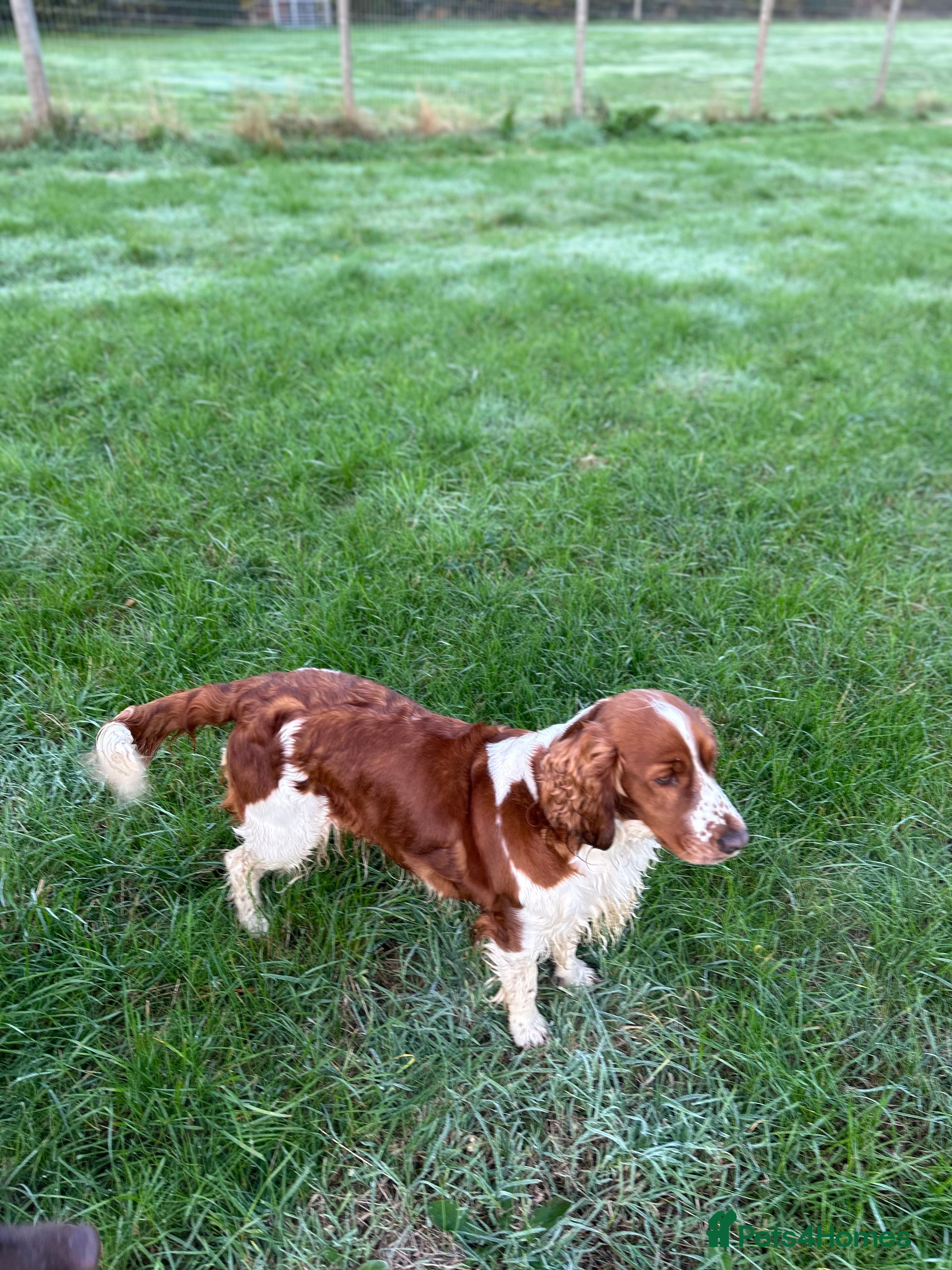 Welsh Springer Spaniel dogs Beautiful WELSH SPRINGER PUpS - Advert 1