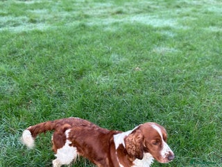 Welsh Springer Spaniel dogs Beautiful WELSH SPRINGER PUpS - Advert 1
