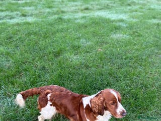 Welsh Springer Spaniel dogs Beautiful WELSH SPRINGER PUpS - Advert 6