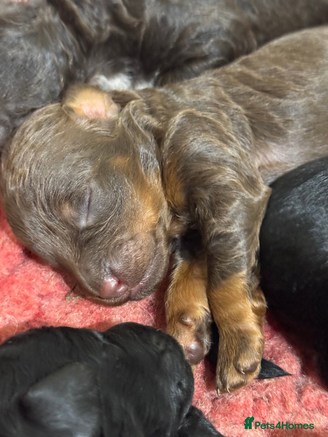 Aussiedoodle dogs for sale: MINIATURE AUSSIEDOODLE PUPPIES ⭐️⭐️⭐️ - Advert 5