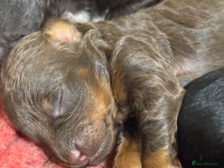 Aussiedoodle dogs 2 LEFT!! Miniature Aussiedoodle Puppies ⭐️ - Advert 4