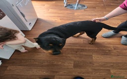 Rottweiler dogs for sale: 8 month old Rottweiler  - Image 4
