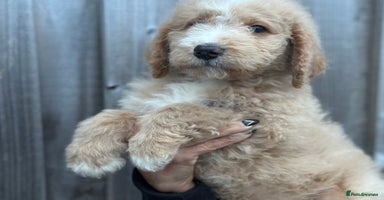 Mixed Breed dogs F1B SAINTBERNADODLE BRAMLEY BOY  NOVA B/W GIRL - Advert 10