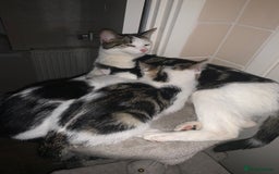 Mixed Breed cats for sale: Kittens for sale - Image 6