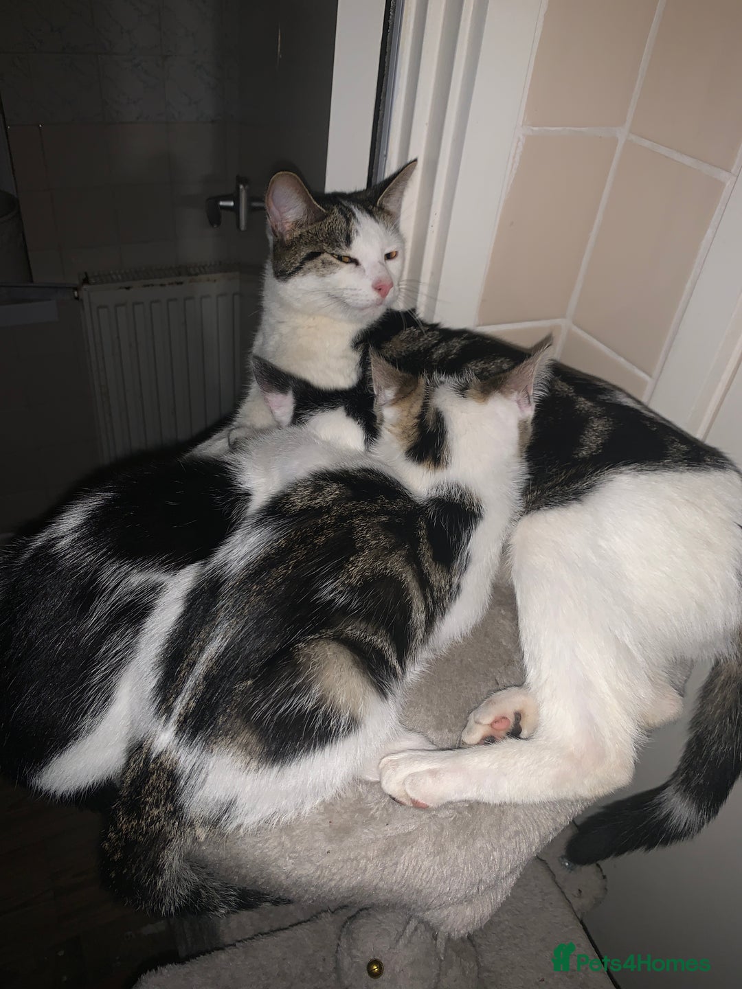 Mixed Breed cats for sale: Kittens for sale - Image 6