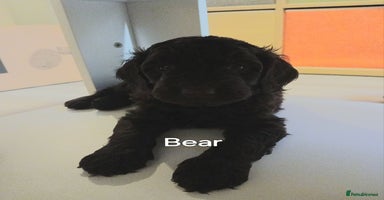 Mixed Breed dogs - Advert 12