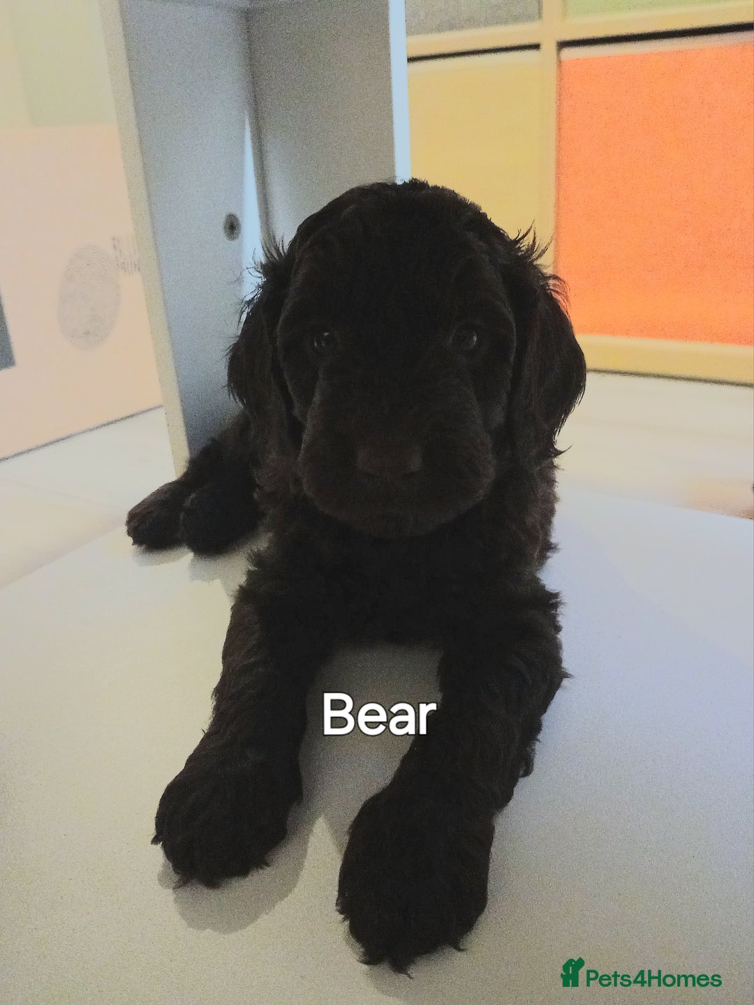 Mixed Breed dogs for sale: My last beautiful F1B Irish cockapoo puppy - Image 8