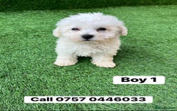 Poodle dogs for sale: Poodles pups for forever home - Image 2