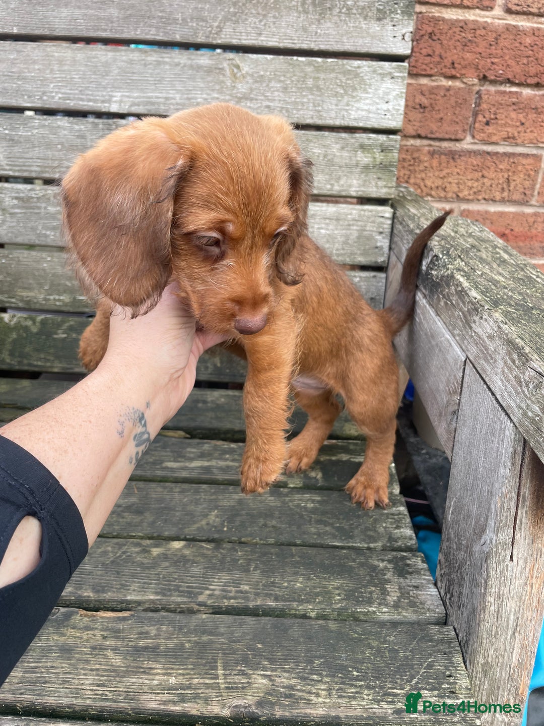 Miniature Dachshund dogs for sale: Long hair miniature female  - Image 10