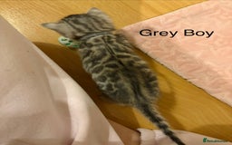 Bengal cats for sale: Pure Bengal Kittens Available  - Image 8