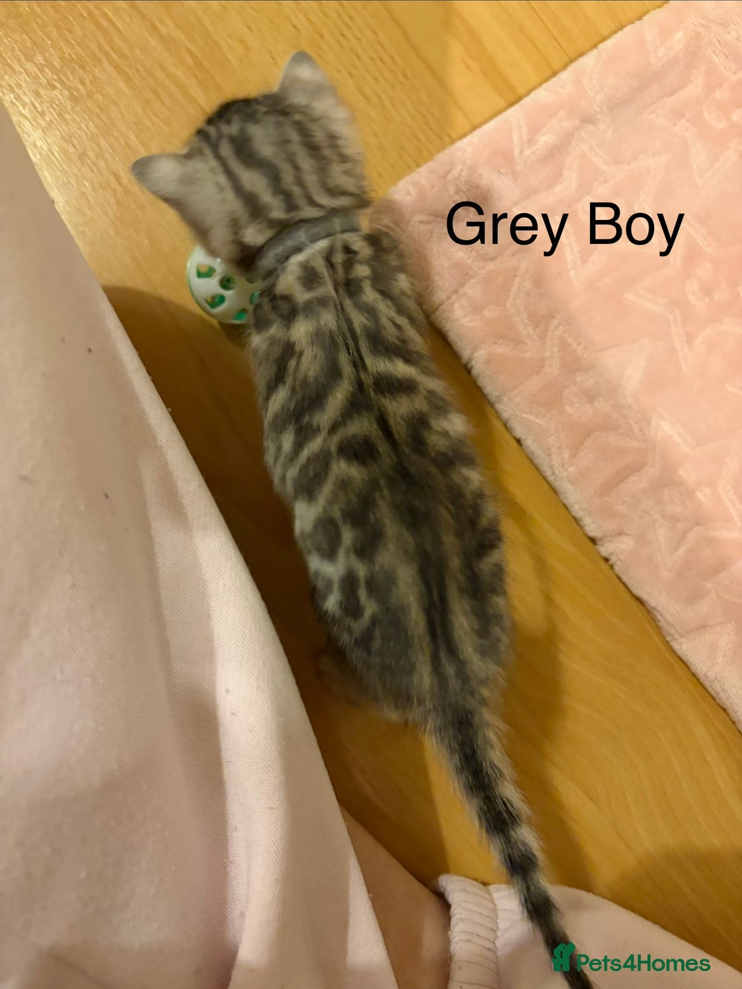 Bengal cats for sale: Pure Bengal Kittens Available  - Image 8