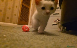 Domestic Shorthair cats for sale: 5 Super Sweet Kittens  - Image 8