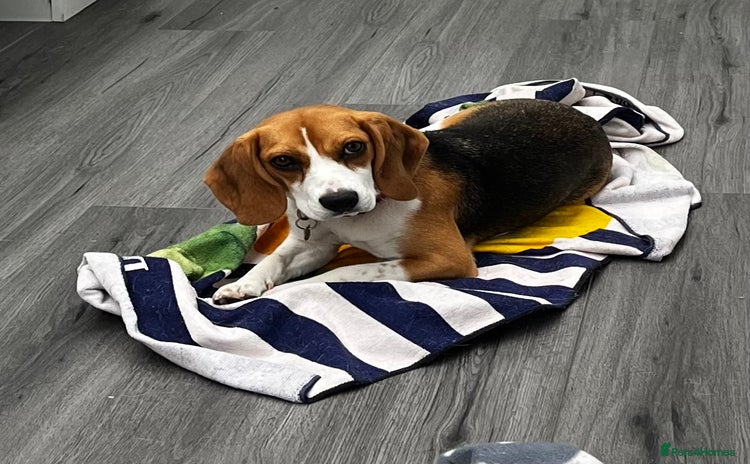 Beagle dogs - Advert 6