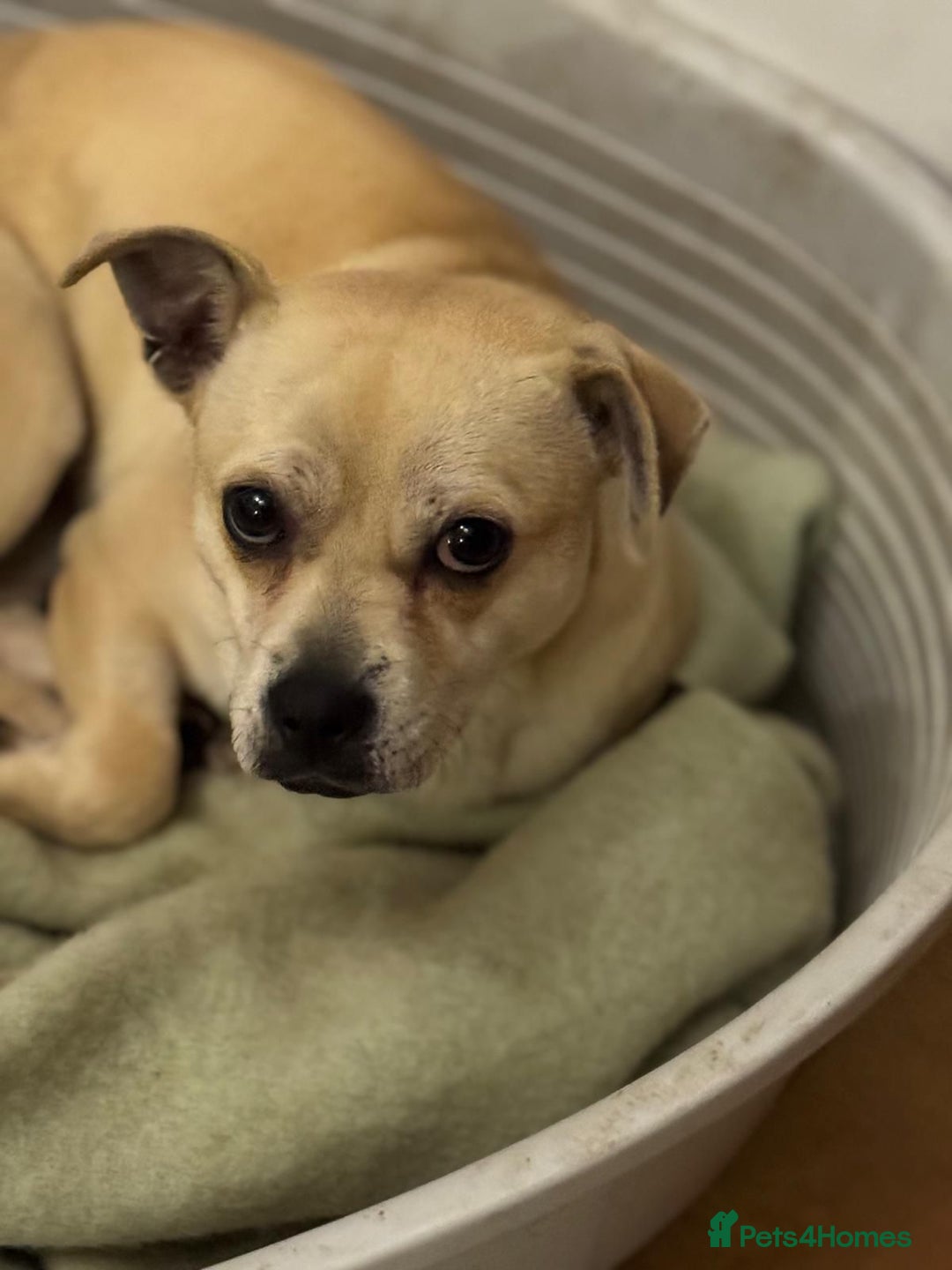 Mixed Breed dogs for adoption: Pretty Jamala ready for cuddles - Advert 2