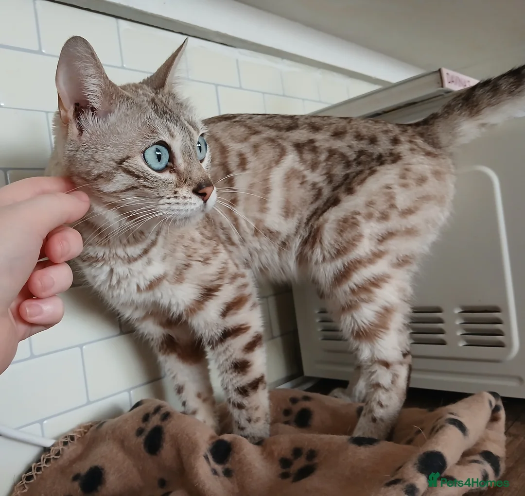 Bengal cats for sale: 3 Cats Need Loving Home - Advert 1
