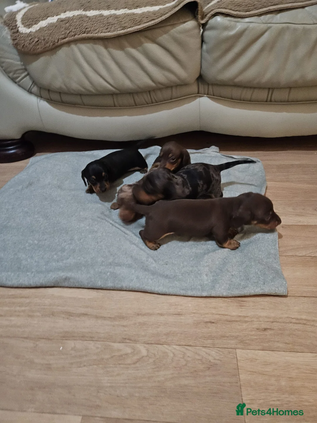 Miniature Dachshund dogs for sale: Stunning miniature dachshund puppies  - Advert 8