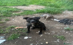 American Bulldog dogs for sale: American bulldog  - Image 4